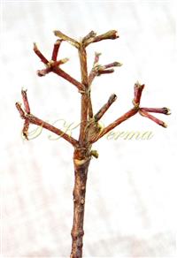  Inflorescence-Flowers fallen